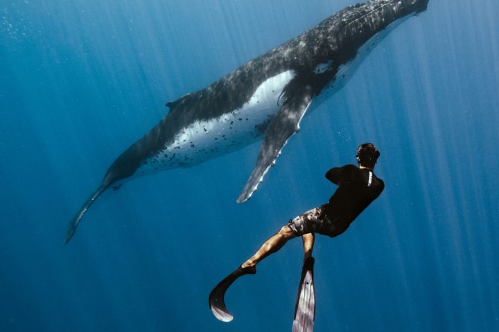 Swim with a Humpback Whale