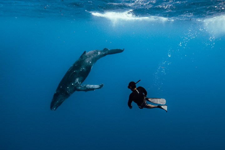 a man swimming with a humpback whale