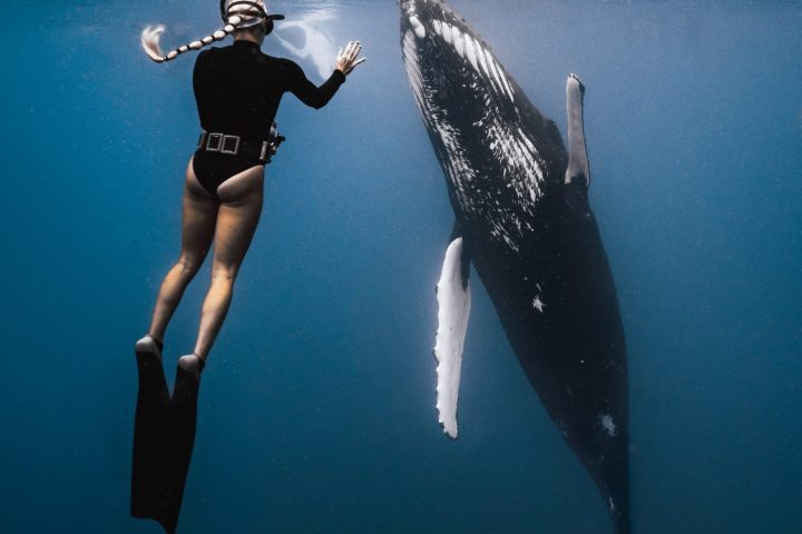 Swim with Humpback Whale