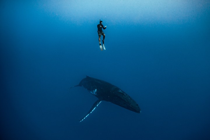 A man and a whale
