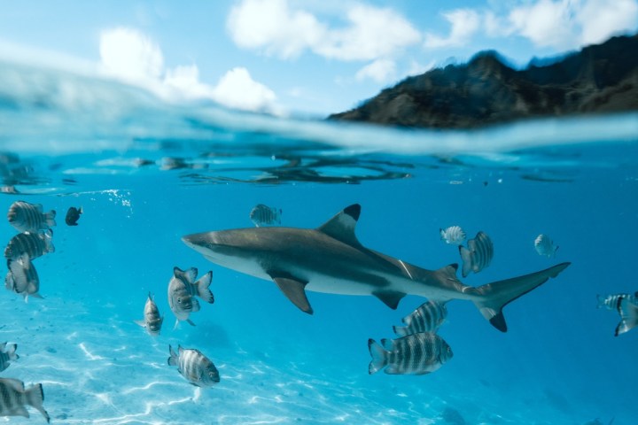a flock of seagulls in a pool of water