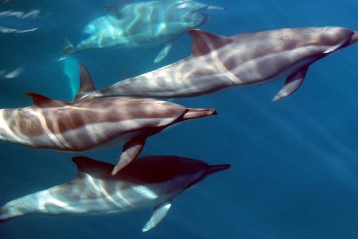 a close up of an animal swimming in the water