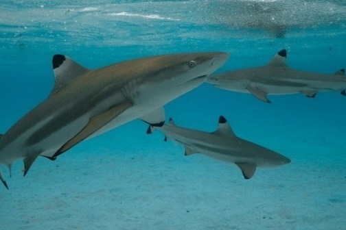 a fish swimming under water