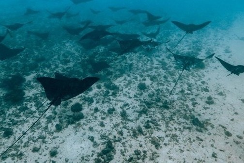 a group of fish in the water