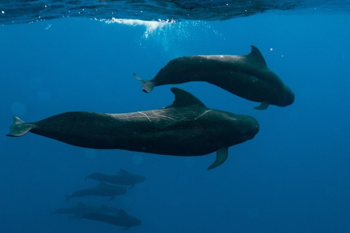 a bird swimming in water