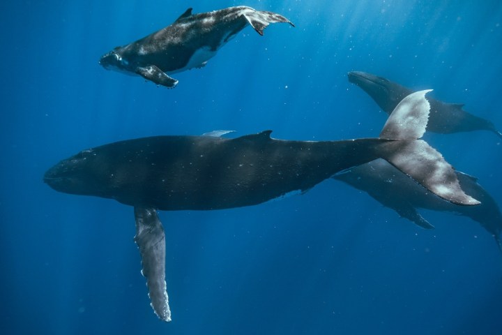 a fish swimming under water