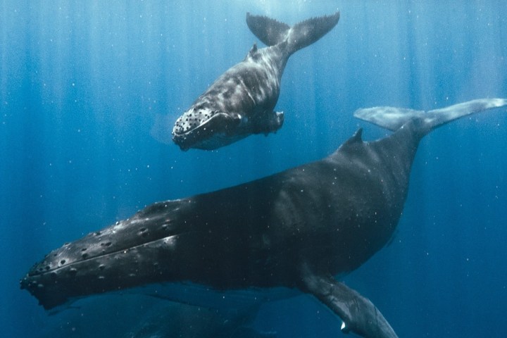 a polar bear swimming in a pool of water