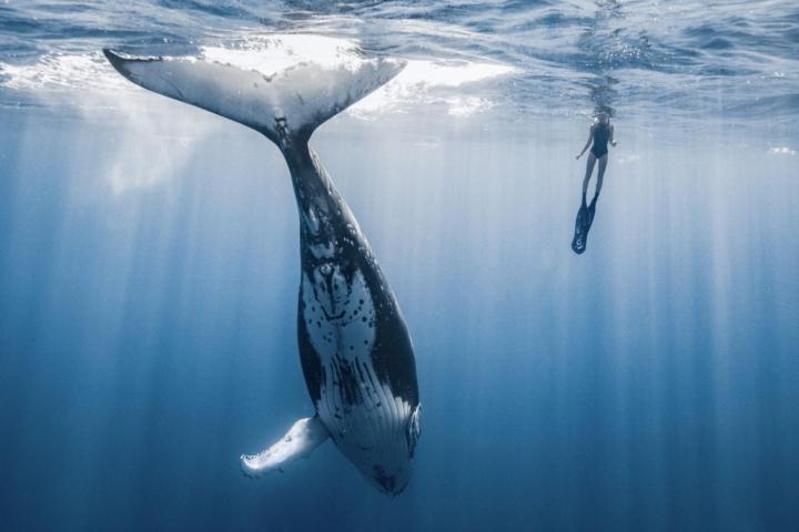 a whale under the water