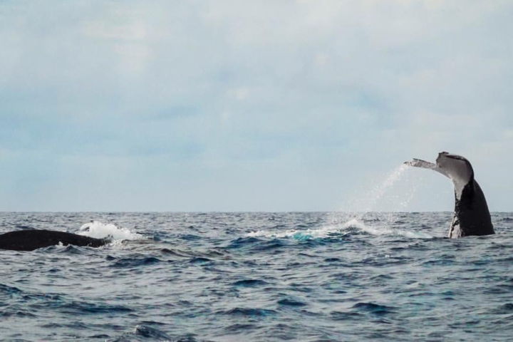 a whale jumping out of the water