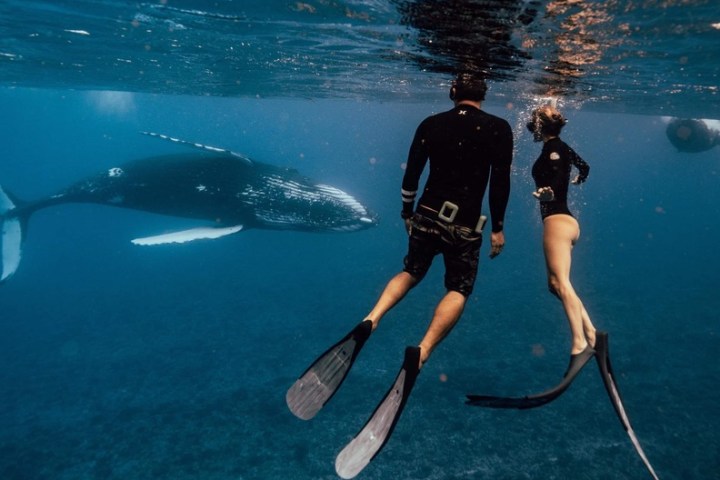Two divers swim near a large whale underwater.