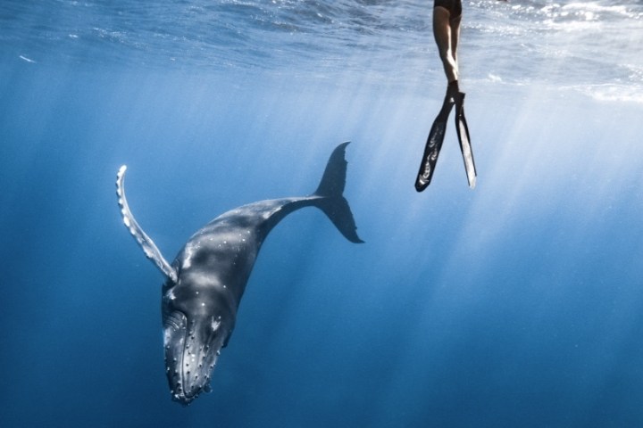 Diver with fins swims above a whale in clear blue ocean water.