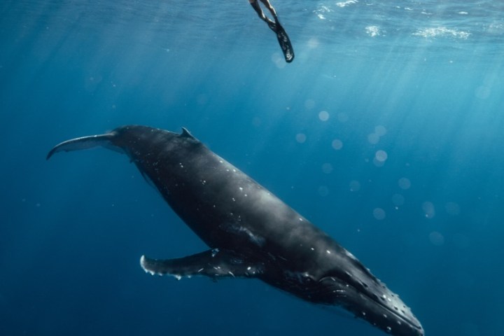 Diver swimming above a large whale in clear blue ocean water.