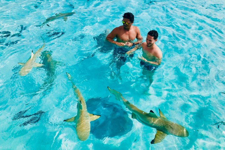 Two people stand in clear water with small sharks swimming around.