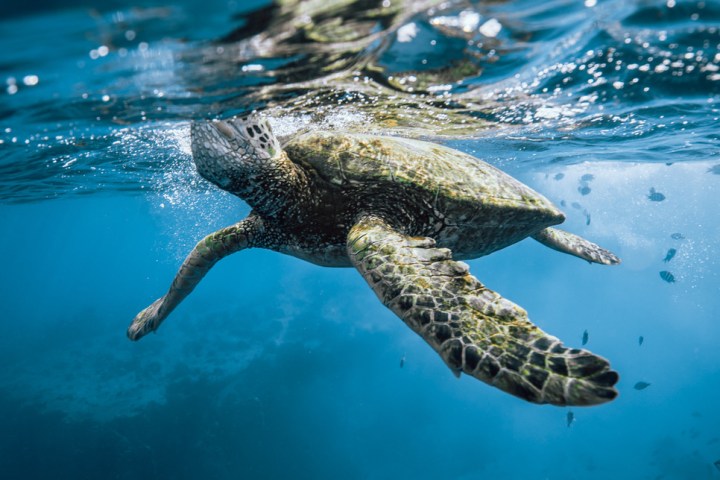 Sea turtle swimming underwater near the surface.