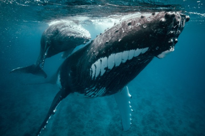 Humpback whale swimming underwater, visible from below.