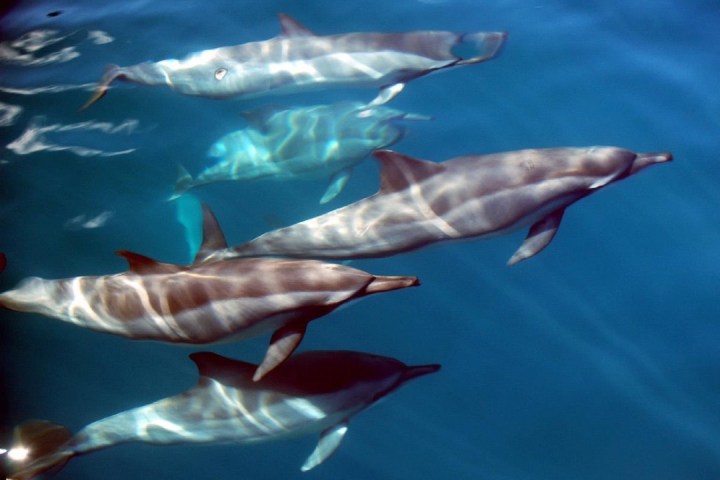 Five dolphins swimming underwater with sunlight reflections.