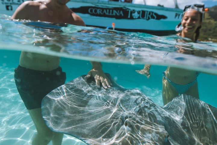 Two people snorkeling with a large stingray in clear, shallow water near a boat.