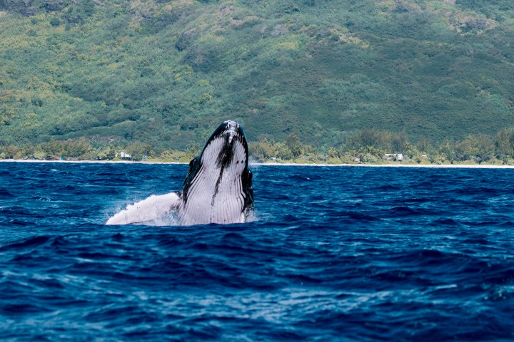 Whale breaching near coastline with lush green hills.