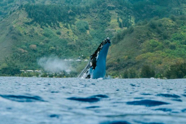 Whale breaching near a lush, mountainous coastline with cloudy sky.