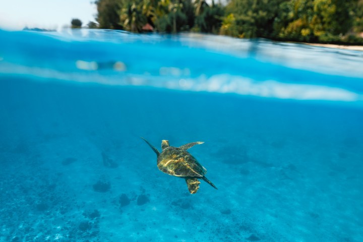 Sea turtle swimming underwater, tropical island in background above.