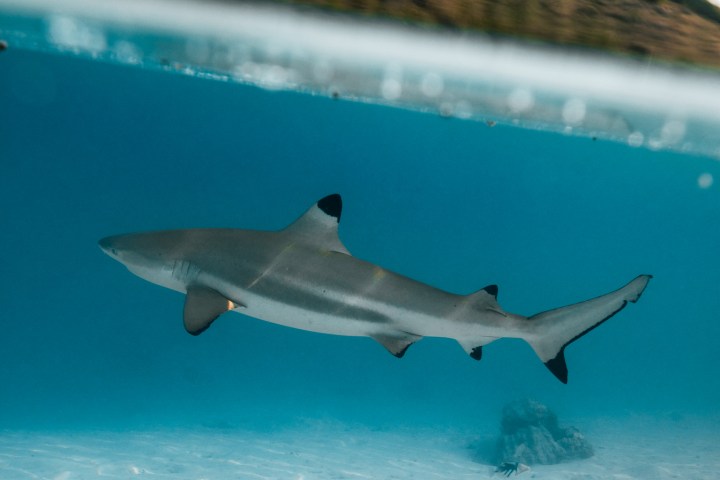 Shark swimming underwater near surface, with a mountainous landscape in background.