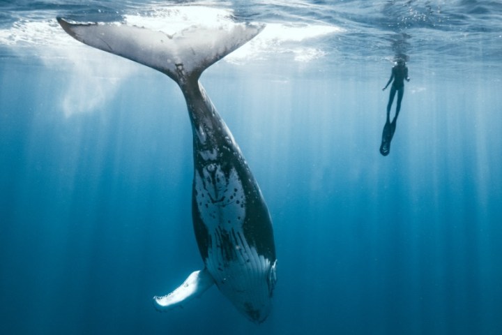 Underwater view of a diver near a whale tail in blue ocean.