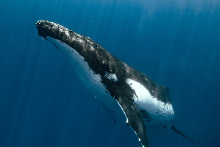 Humpback whale swimming underwater with sunlight beams.