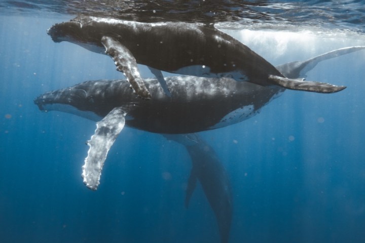 Two humpback whales swimming underwater near the surface.