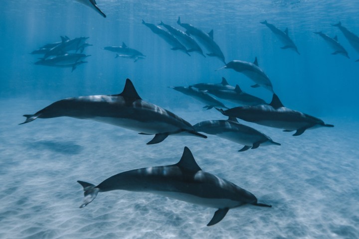 Group of dolphins swimming underwater in clear blue ocean.