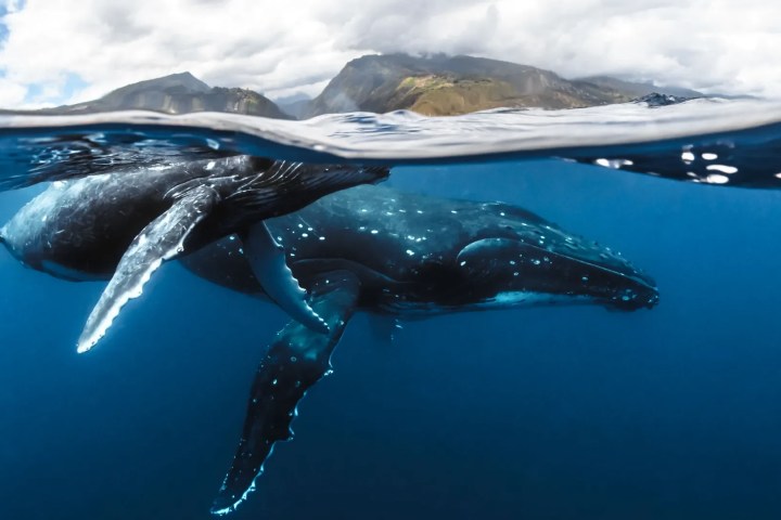 Two whales swimming underwater near a mountainous coastline.