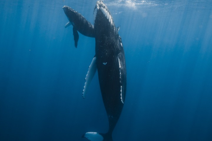 Humpback whale and calf underwater in blue ocean.