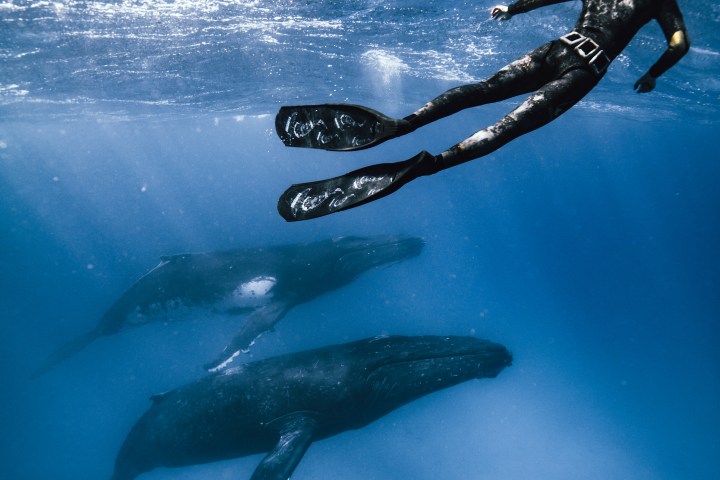 Diver swimming with three whales underwater.