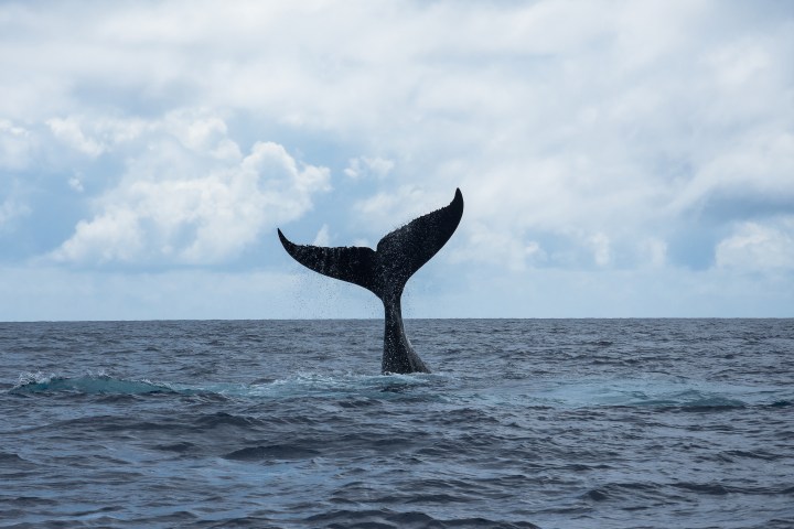 Whale tail emerging from ocean against cloudy sky.