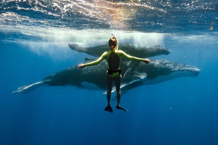 Person swimming underwater near two large whales.