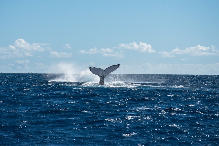 a whale jumping out of the water