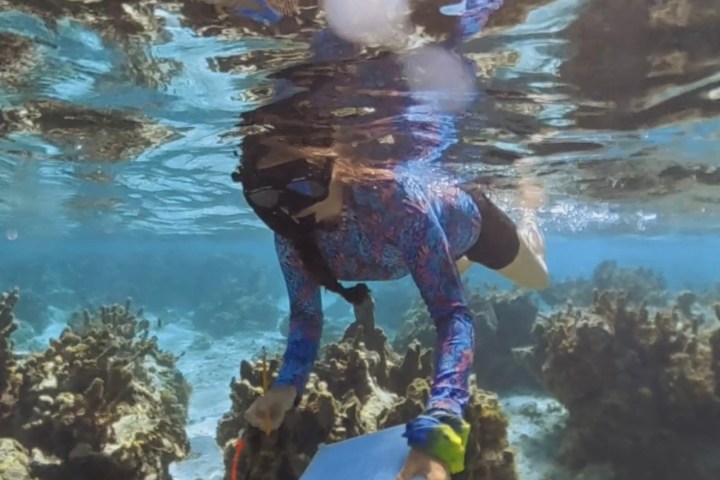 Person snorkeling over coral reefs in clear water with sunlight overhead.